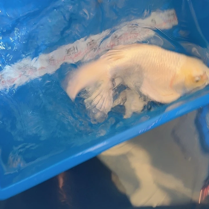 戏***圣蝴蝶鲤鱼蝴蝶鲤包邮70