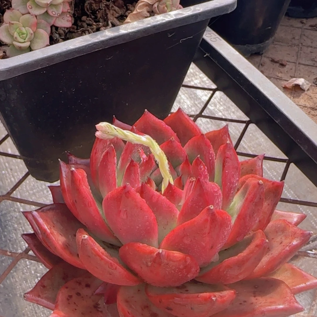 【闪购商品】正版粉钻