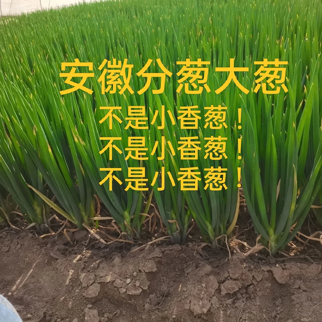 安徽分葱大葱农家种植现挖现发货非小香葱非铁杆大葱