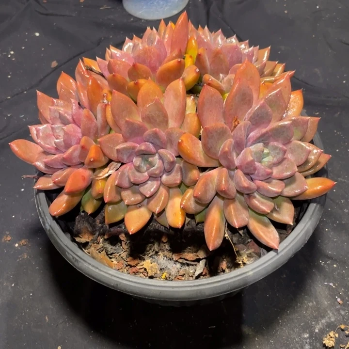 花***J象牙多肉一物一拍