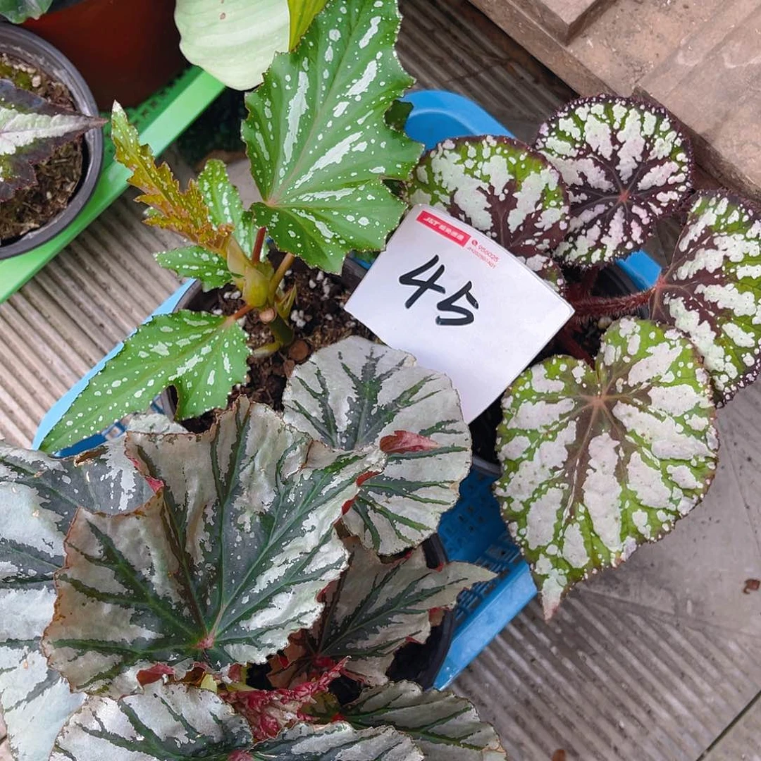 完全开放一物一拍45