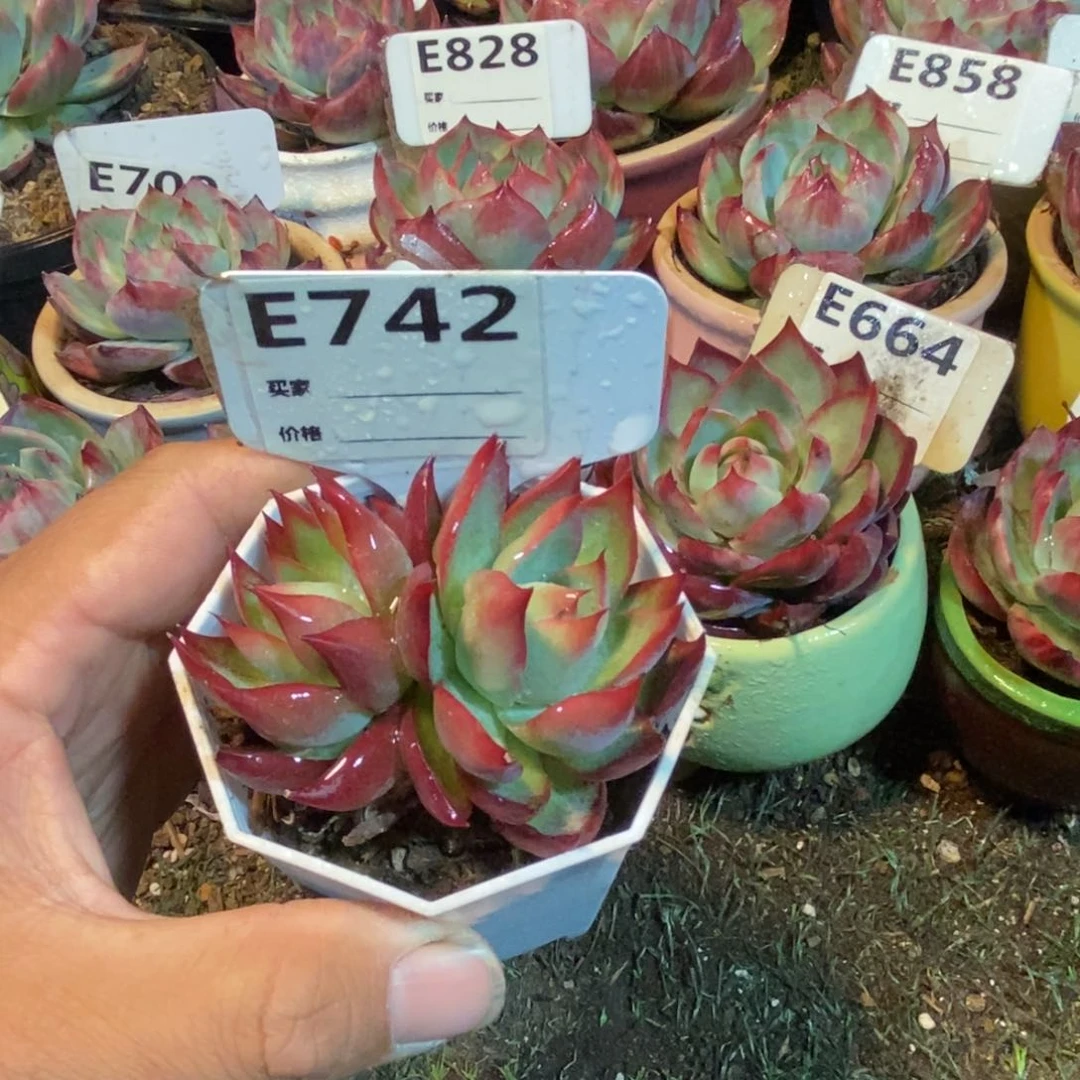 惊鸿一瞥742号楼