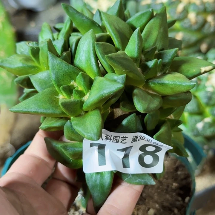 潇***潇福利苗接龙角龙牙118