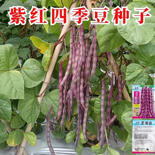 紫红四季架豆种子紫红四季豆种子芸豆种籽春秋种植架豆种蔬菜种子