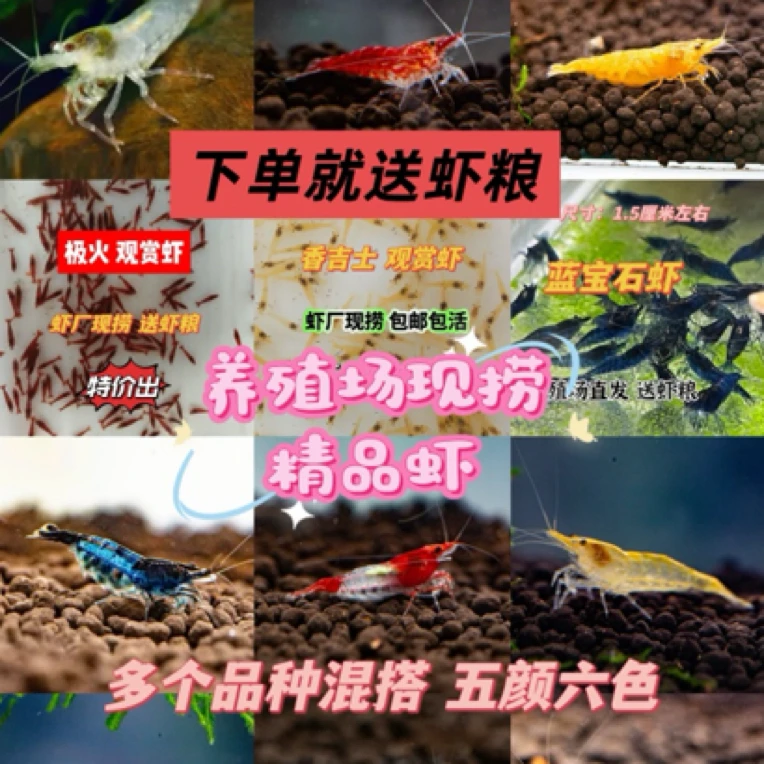 观赏虾樱花蓝丝绒极火香吉士黄米红琉璃橙琉璃巧克力雪球活体除藻