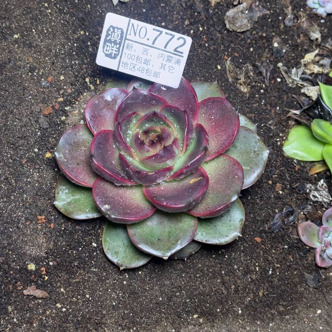 772…………………………巧克力玫瑰