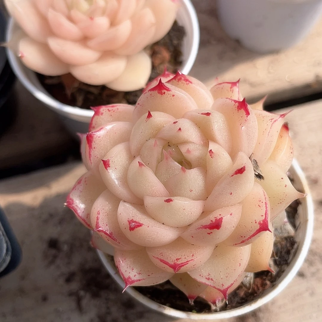 优选麦秆福利632