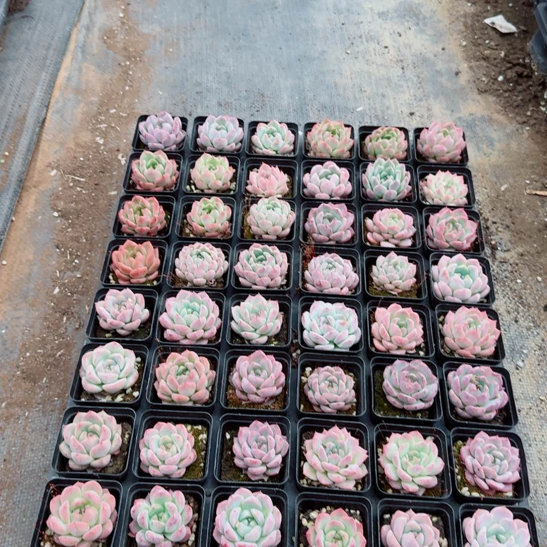 多肉杂交美尼糖心四十八颗量拍28-67