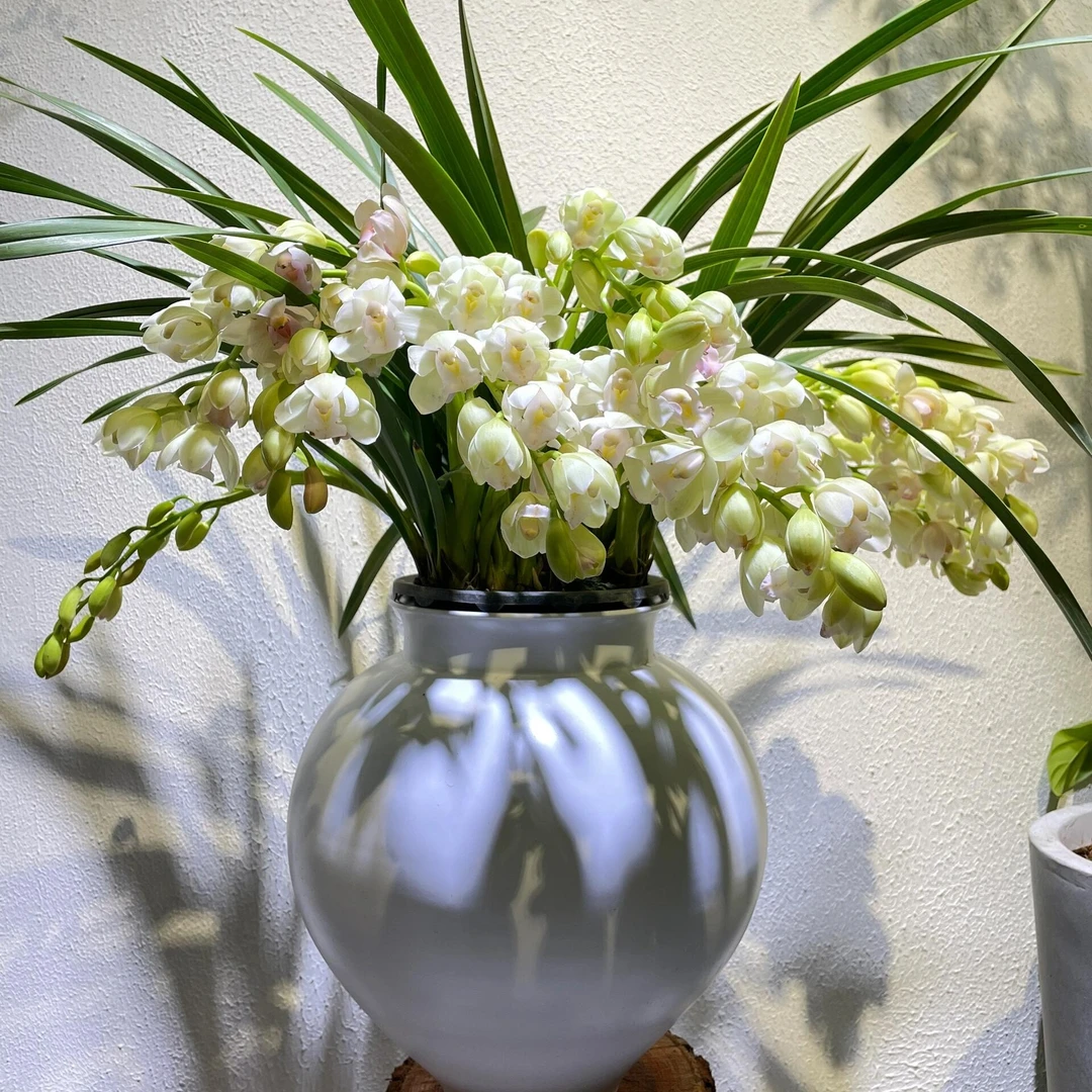 【一花开三色】渐变白玉香兰初开墨绿色盛开纯白色最后变成粉白色