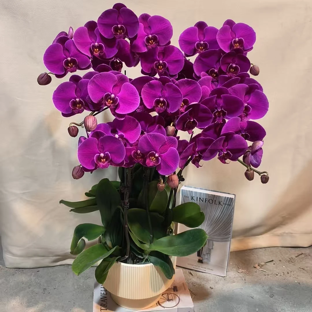 蝴蝶兰【大辣椒】鲜花大盆年宵花室内种植观赏可带花发货适合送礼