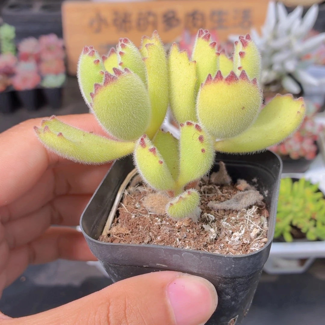 绿熊多肉9.9包邮发货