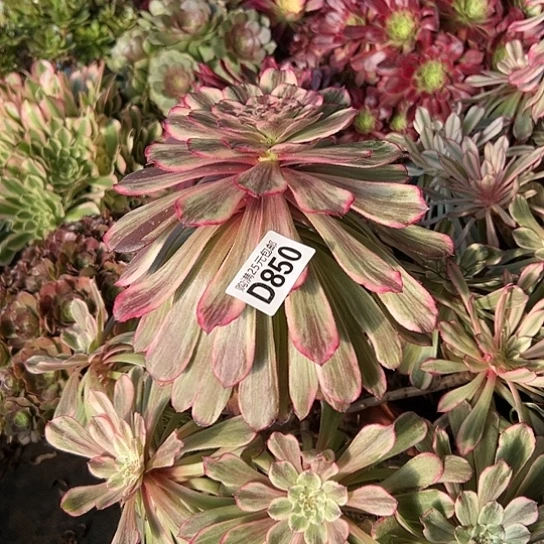 爱****肉多肉植物一个