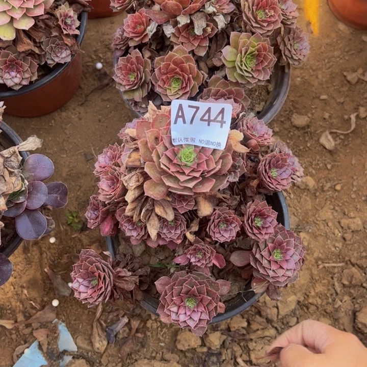 红魔2颗多肉植物744.
