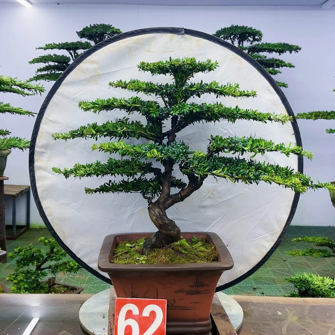 【闪购商品】罗汉松盆景作品欣赏展