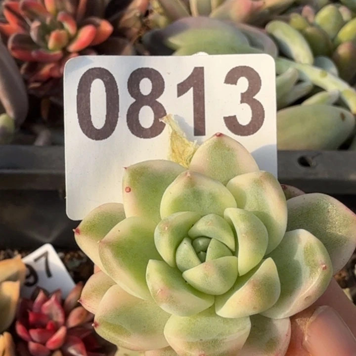 多肉植物满18包邮当场凑单不满单隔天发顺丰到付