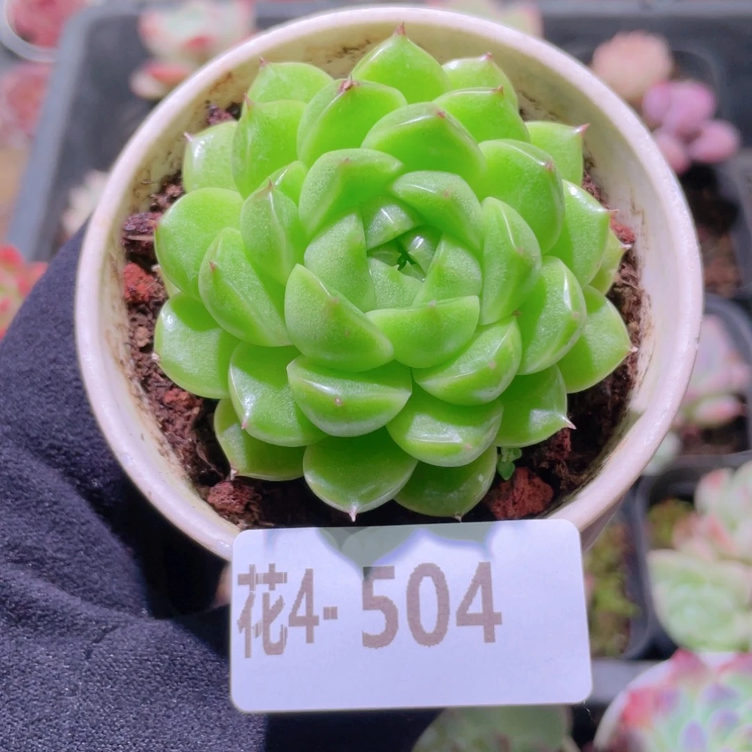 花利美4-504麦秆单头