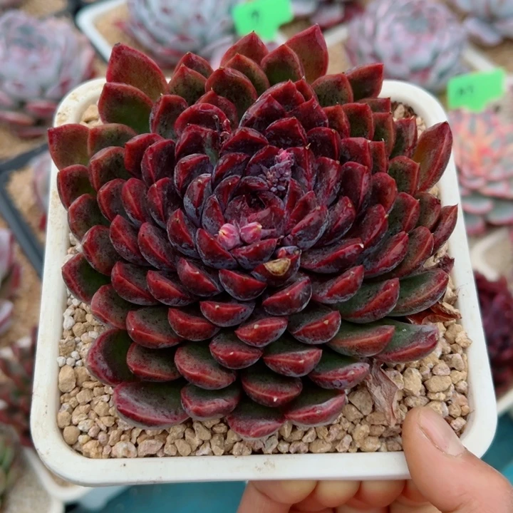 精品多肉植物老桩