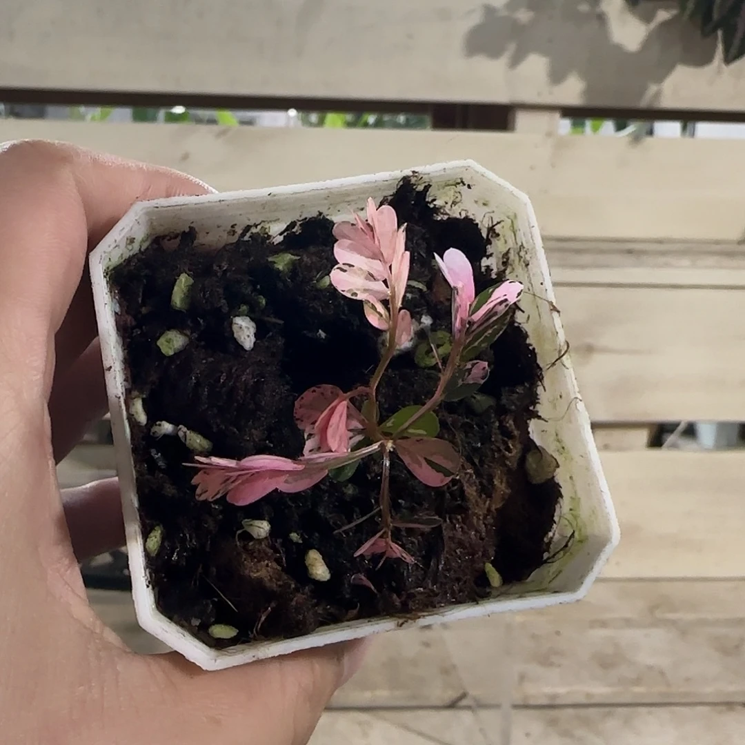 无花朵粉锦叶下珠