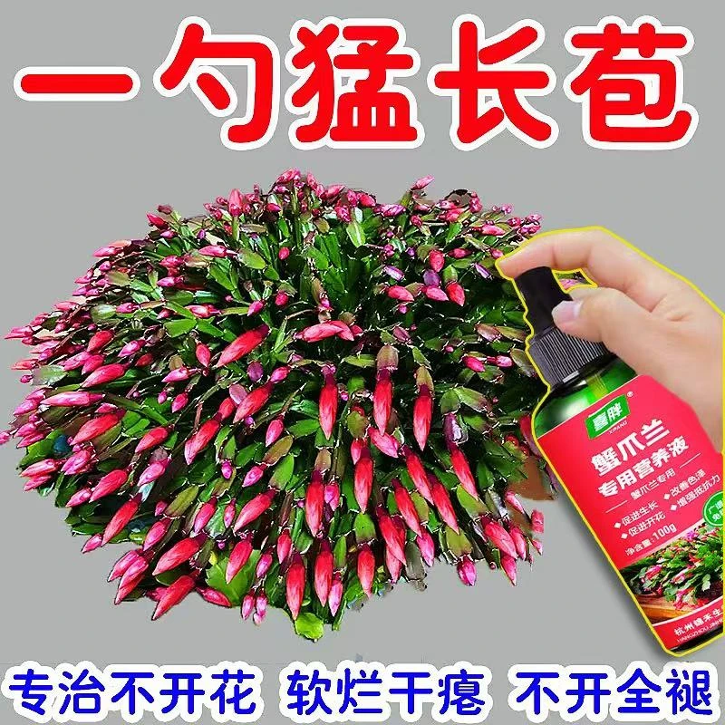 月月开花】蟹爪兰快速授粉开花营养液多花粉拯救蔫软烂黄叶不开花