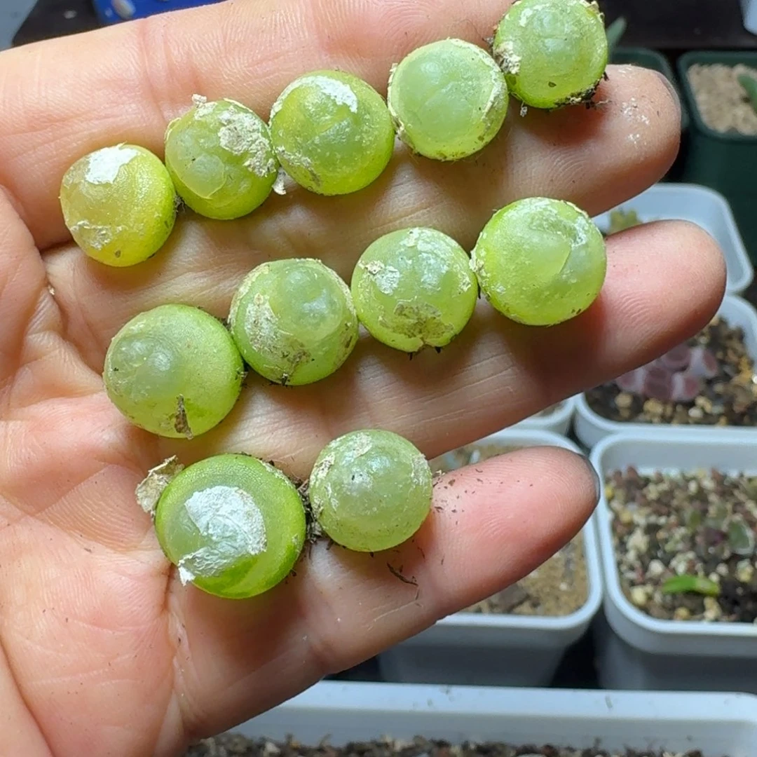 半*290拉拉11颗25885558