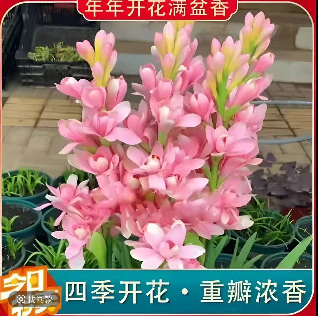 【拍一发三】重瓣晚香玉种球四季开花多年生盆栽花卉阳台庭院种植