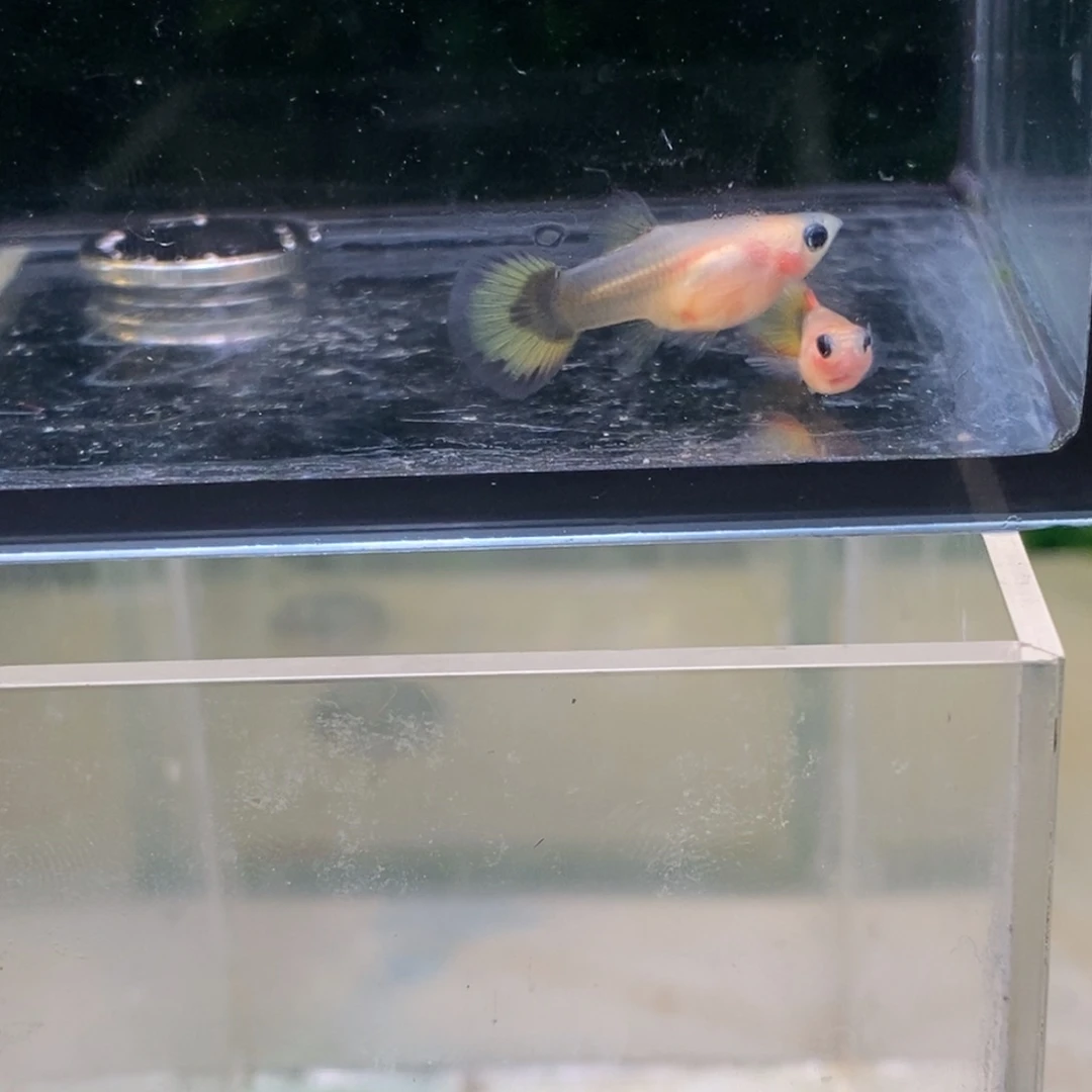 孔雀鱼小蜜蜂玻璃猫一对