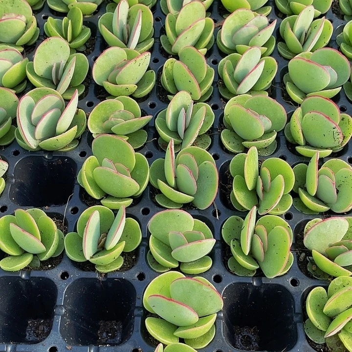 小白眉1元带土发货