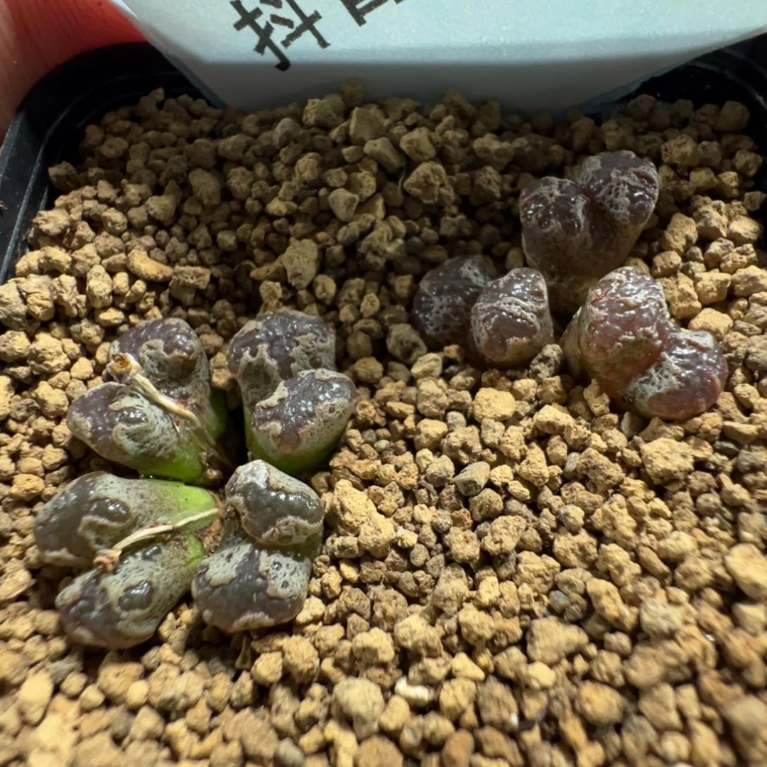 14-103肉锥多肉植物，