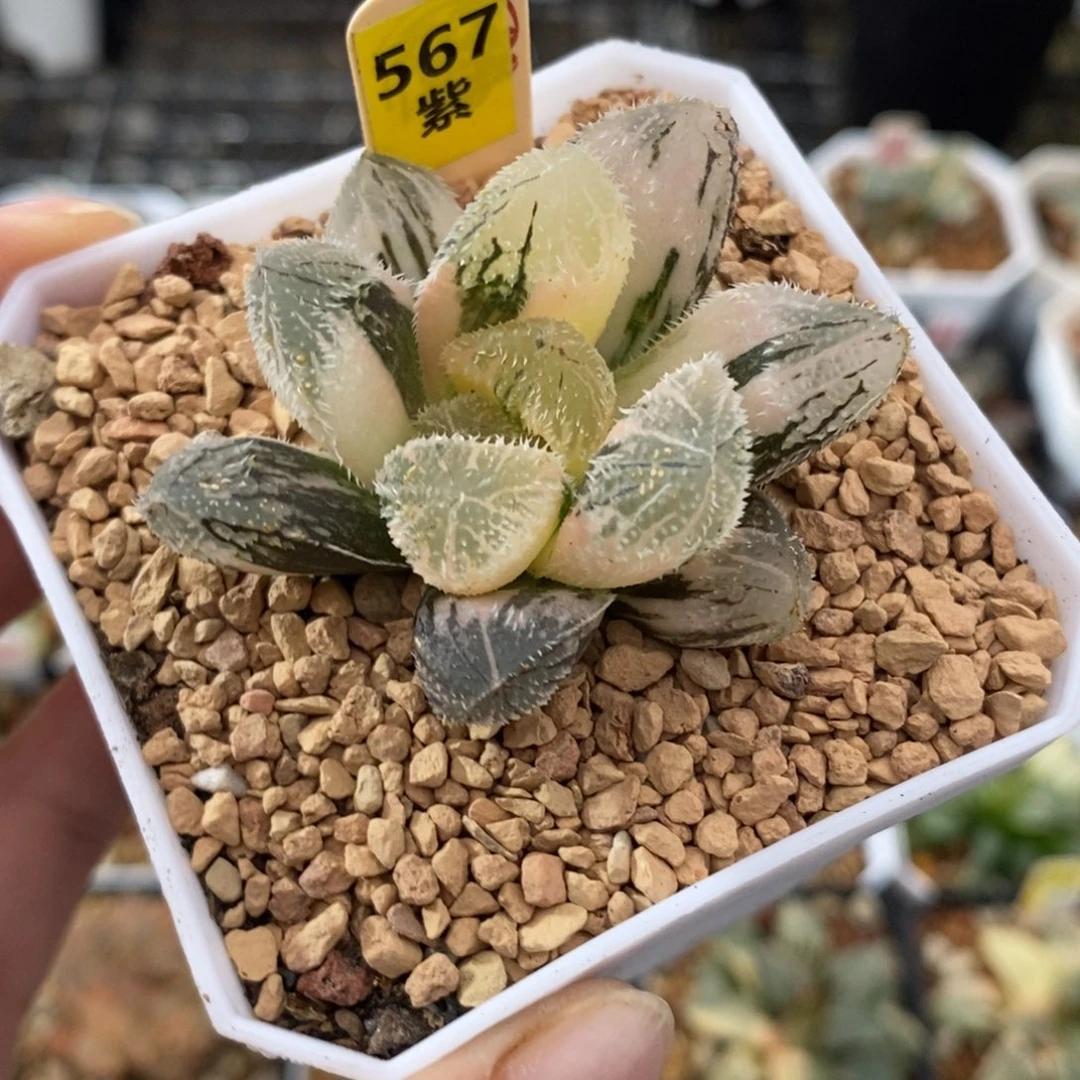567狼蛛玉露锦一物拍