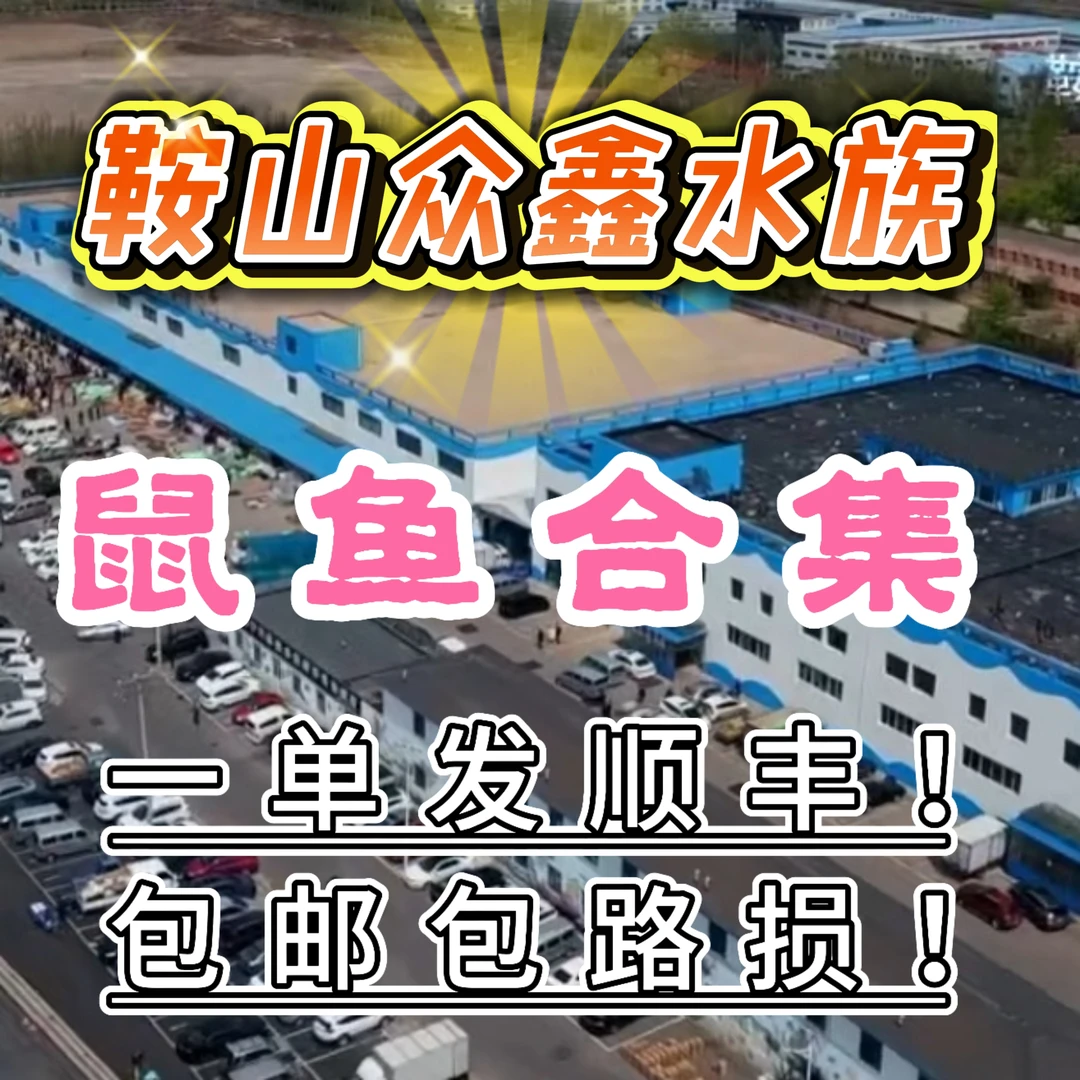 众鑫水族 鼠鱼合集 链接