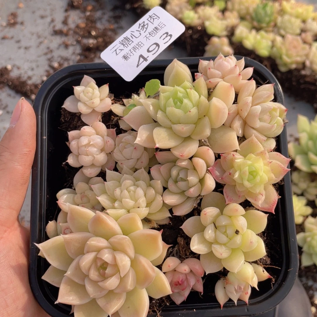 云糖心多肉植物493