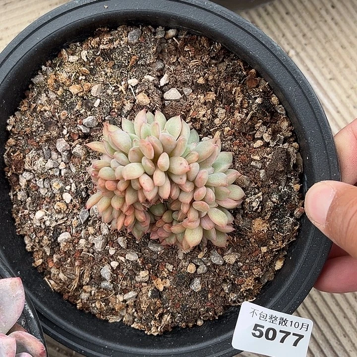 阿雅园艺。        5077凌雪缀