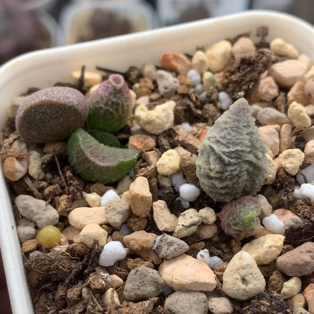 特价福利 倒刺冰淇淋一盆套餐