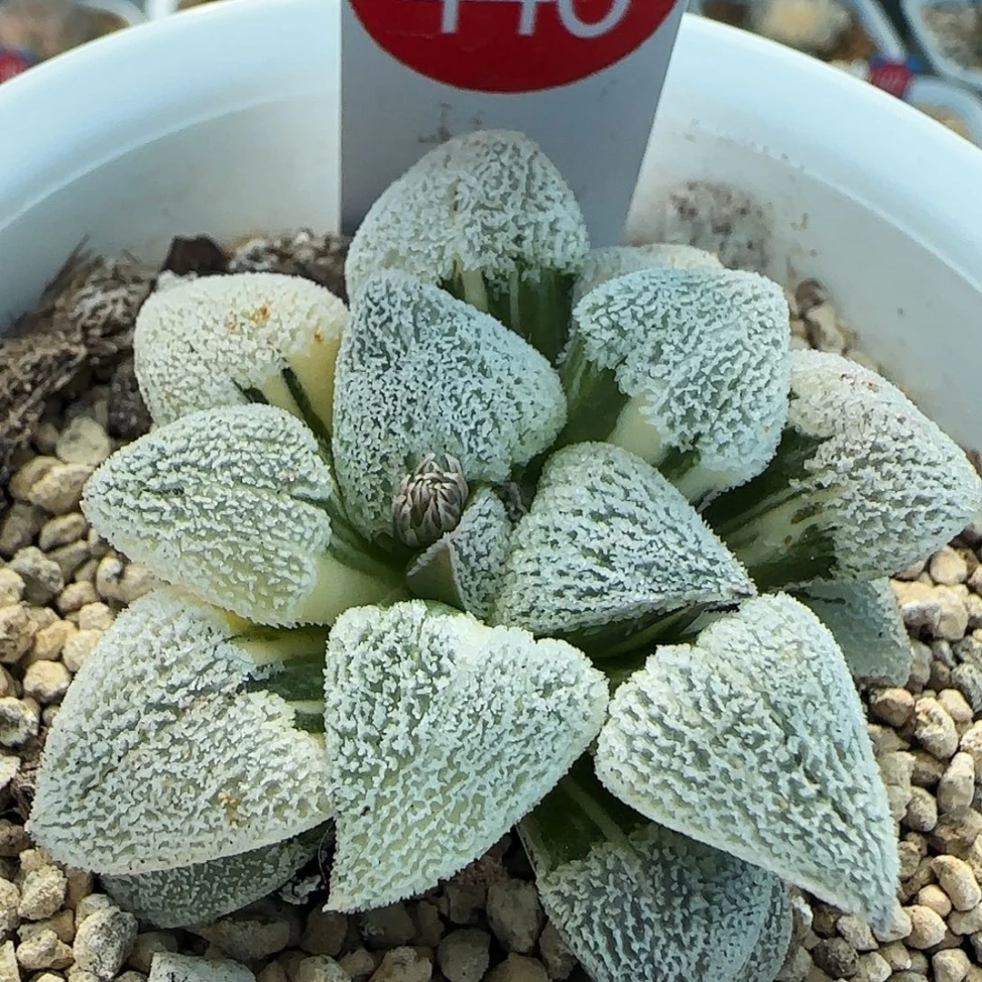 446号磨面锦一物一拍带盆土