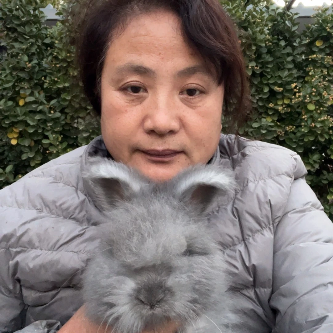 英系安哥拉宠物兔