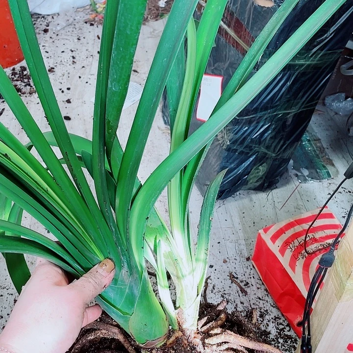 完全开放君子兰好看