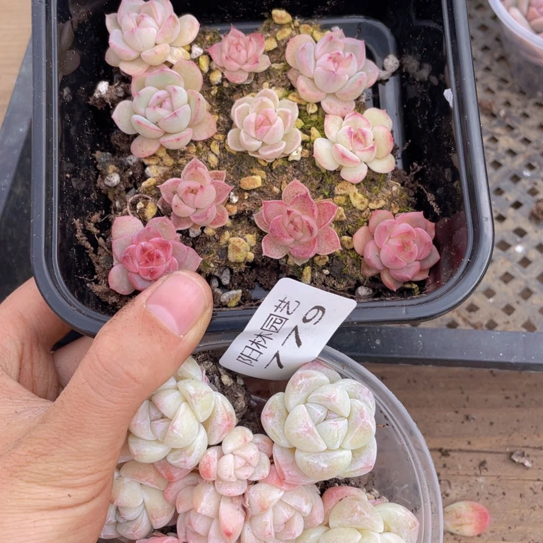 b****n多肉植物多肉植物779