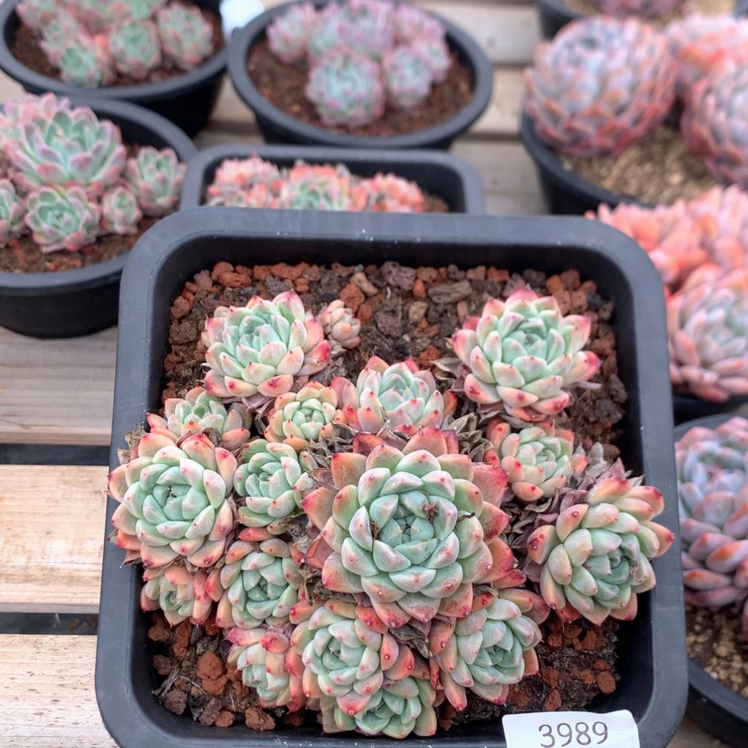 搁***浅16厘米阿尔巴佳人3980