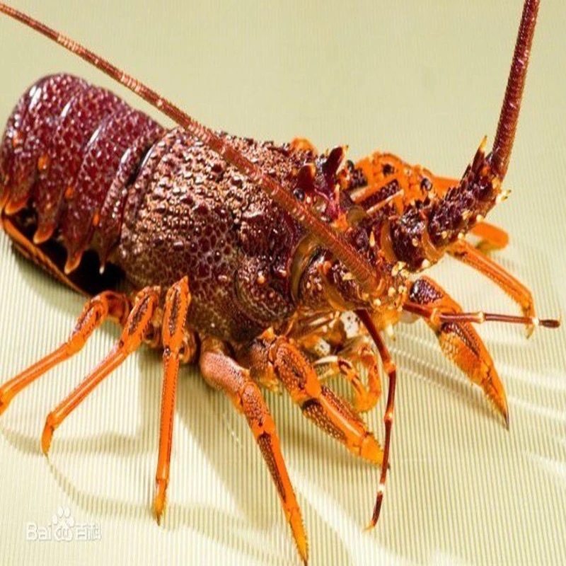 鲜活澳洲龙虾950-1050g/只