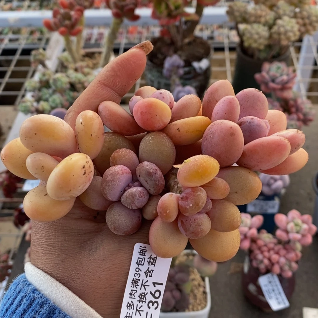 蛋黄奶酪361/4cm5颗