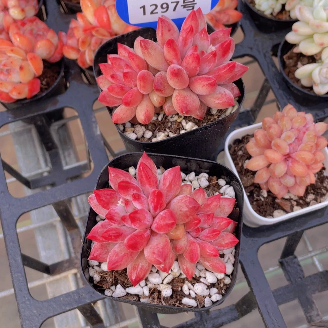 1297号全状态丸叶车厘子金鱼姬一个