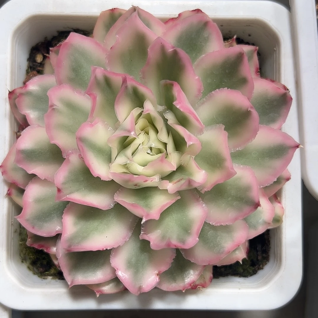 紫蝴蝶锦多肉植物