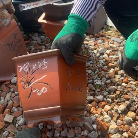 紫砂花盆紫砂花盆盆景盆栽