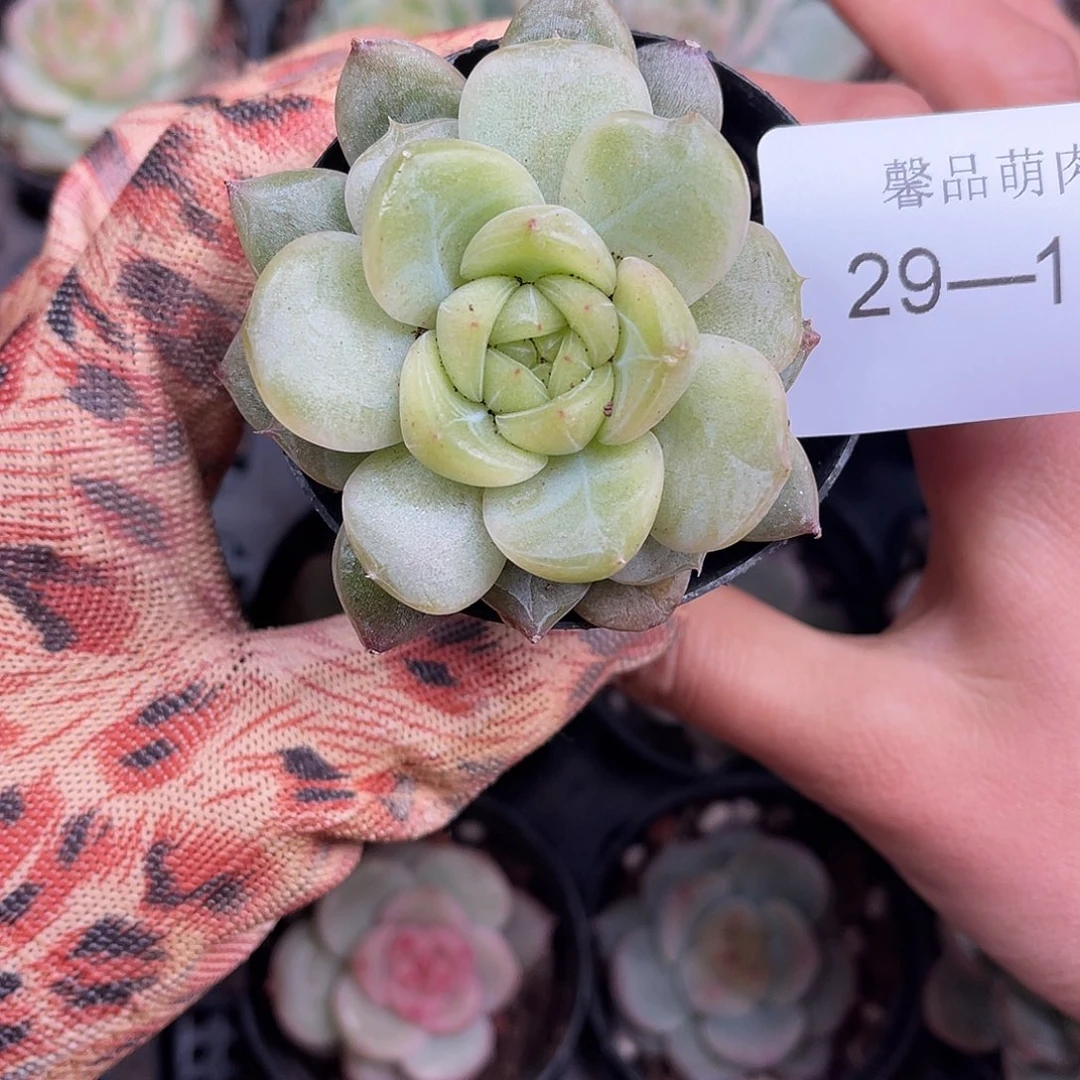 多肉一物一拍29-157