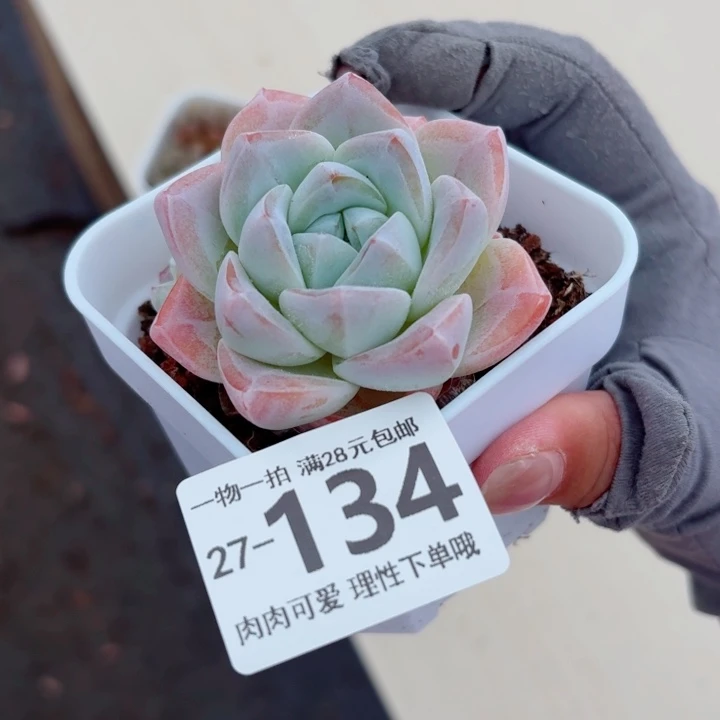 冰玉无盆土无盆土发货无
