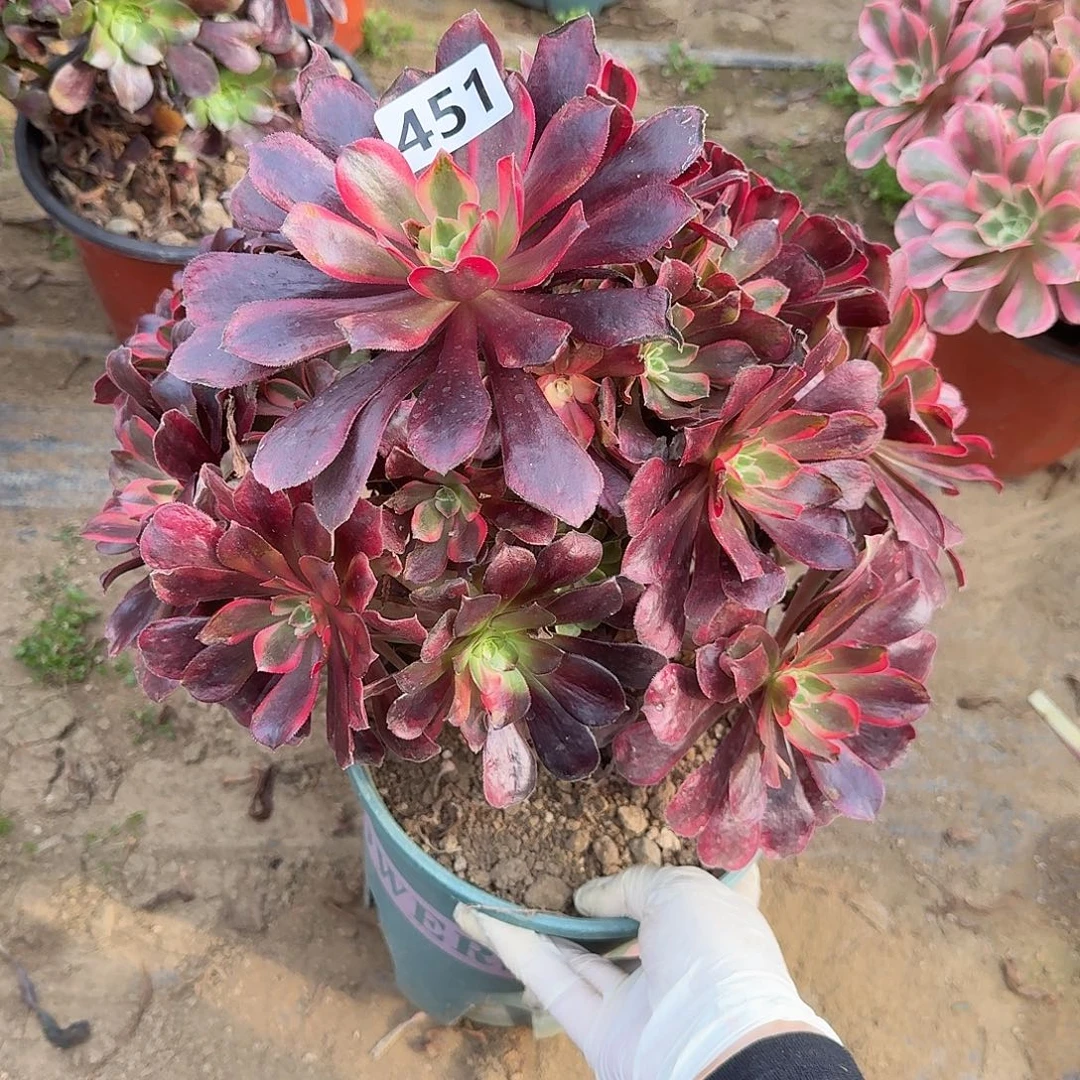 不周正蒙娜丽莎451号