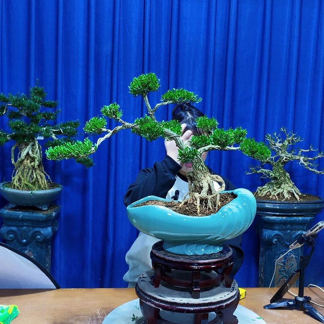 太***了无花朵黄杨盆景一物一拍