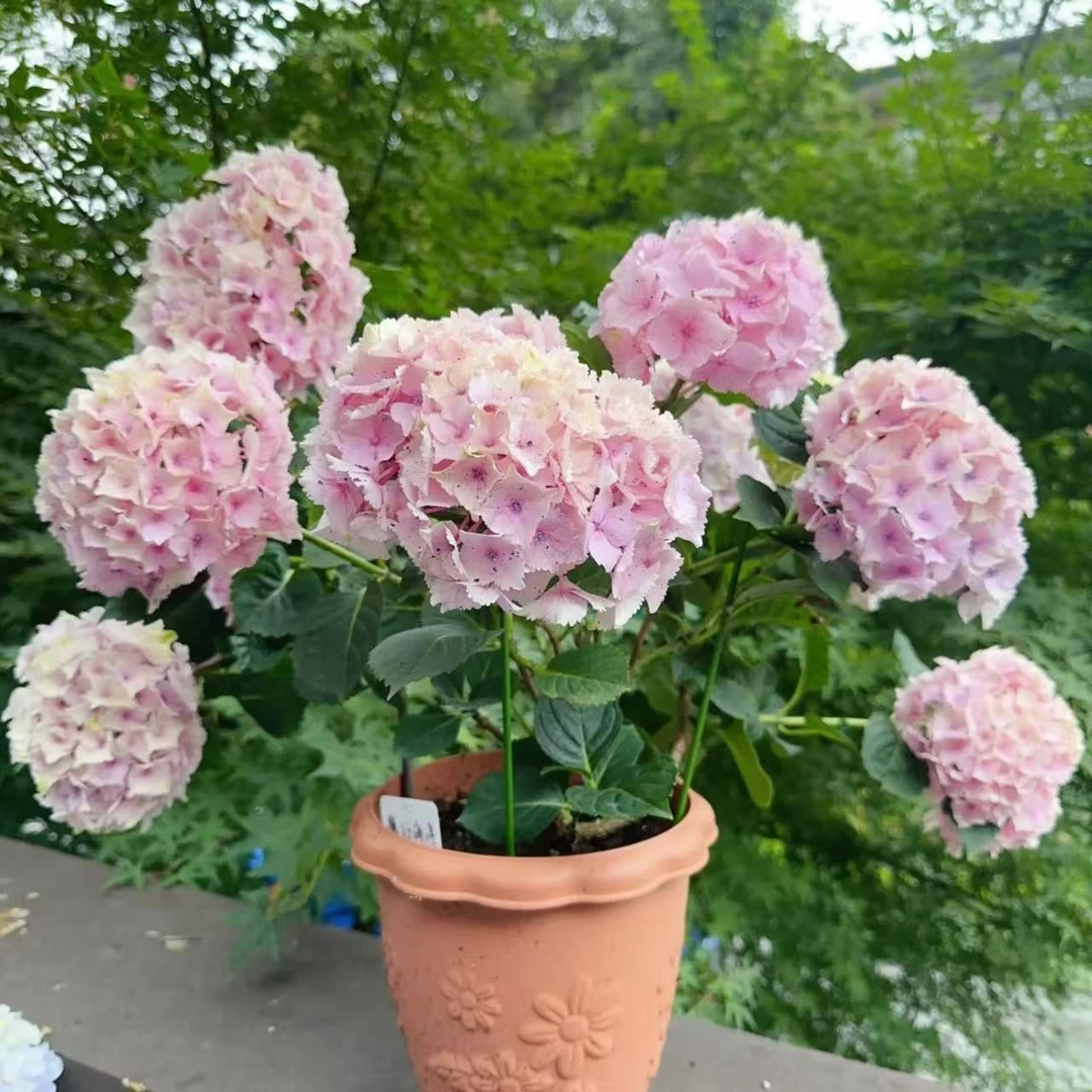 【魔幻海洋】盆栽原盆原土阳台花园易养护绣球花