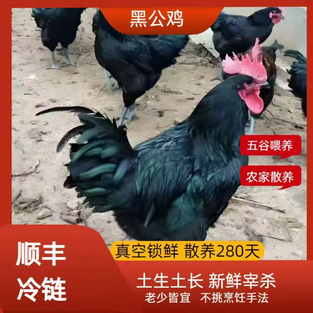 【黑公鸡】农家散养黄油黑土鸡整鸡生鲜配送肉质鲜美活鸡现杀鸡肉同城送鸡肉同城配