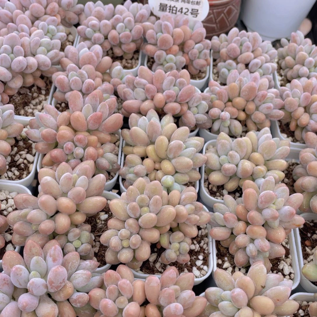 量拍42号 汤圆小群生一个